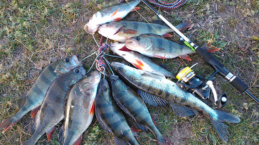 Лучший отдых от работы это смена деятельности – подарите себе рыбалку на берегу платного водоема