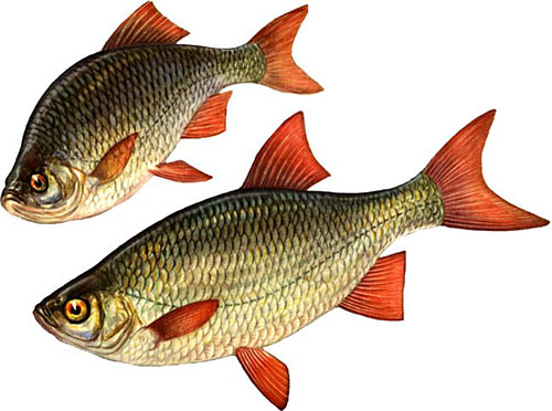 Ловля красноперки