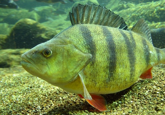 Общие моменты ловли окуня