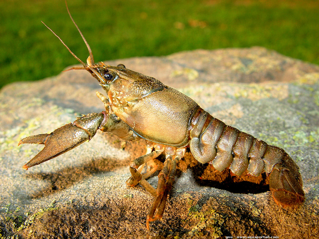 Ловля раков на ставке