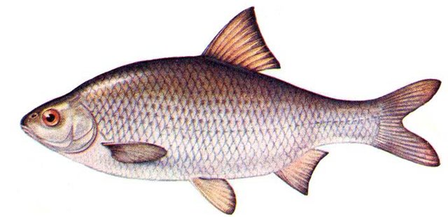 Особенности ловли тарани